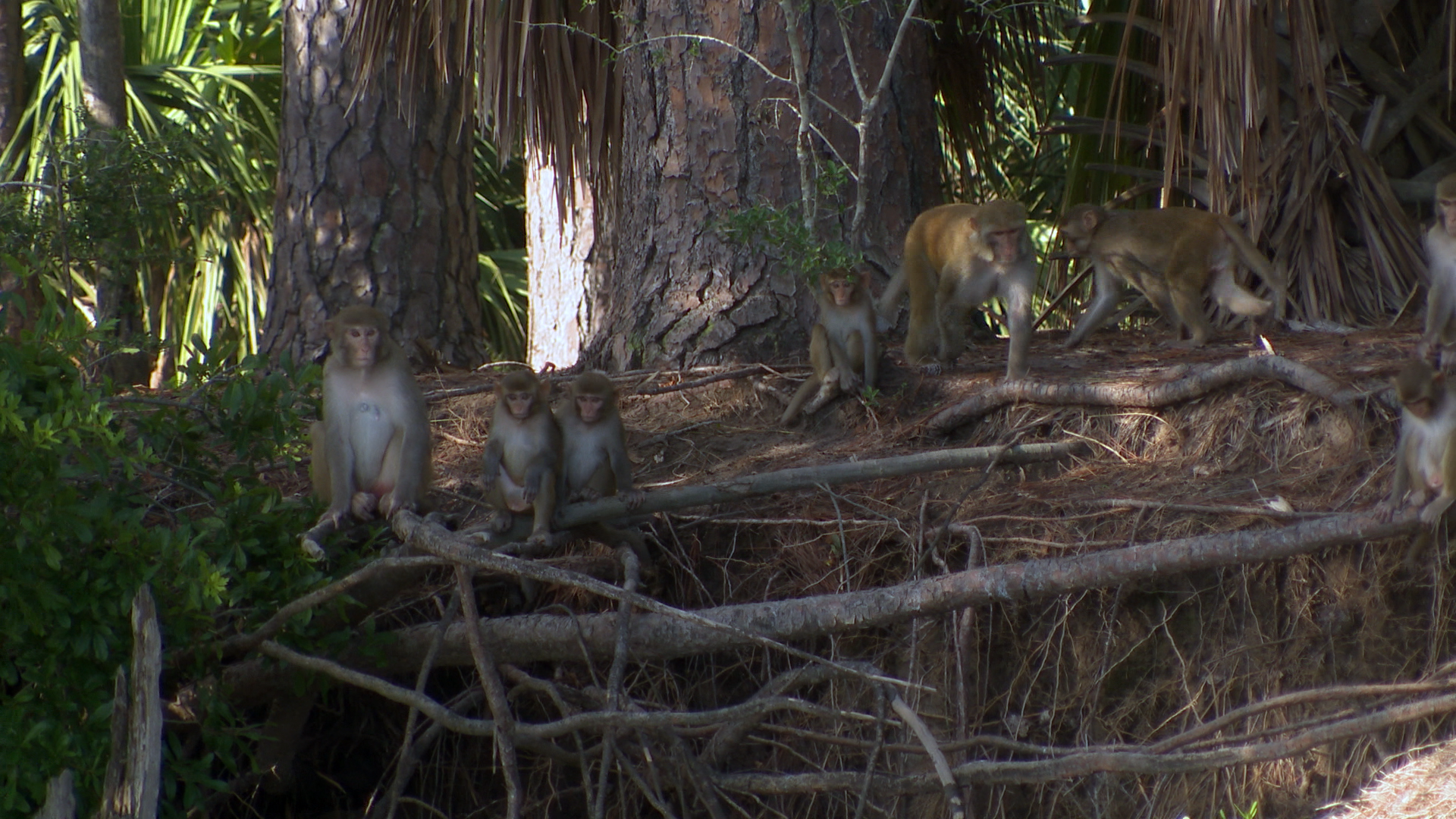 Nearly 4,000 rhesus monkeys live on Morgan Island, known as