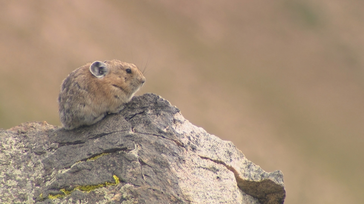 Study finds decline in juvenile pikas in Rocky Mountains