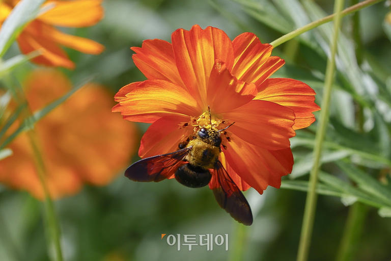 절기상 추분(秋分) 완연한 가을 날씨... '흐리고 일교차 큰 하루' [포토로그]