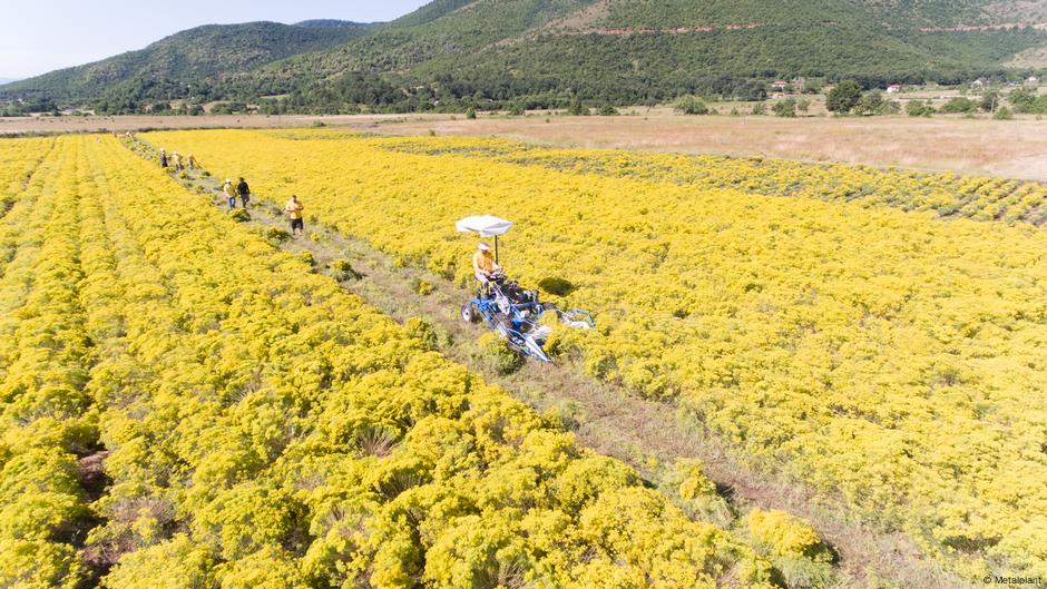 Flower Power: Mining Metals Naturally