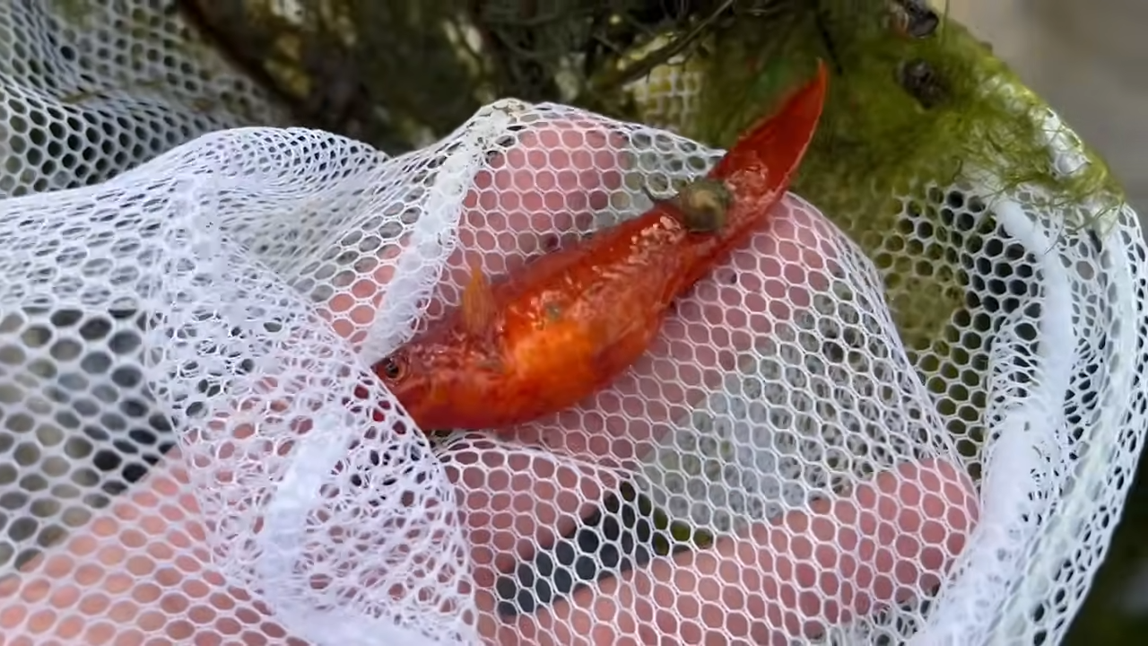 Saving Fish From An Abandoned Fountain Pool