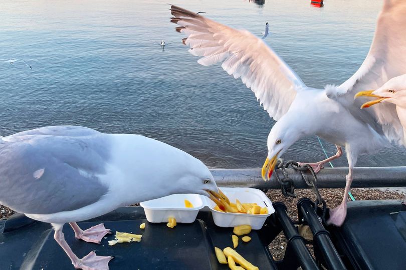seagulls-have-evolved-to-become-better-at-stealing-chips-and-are-now