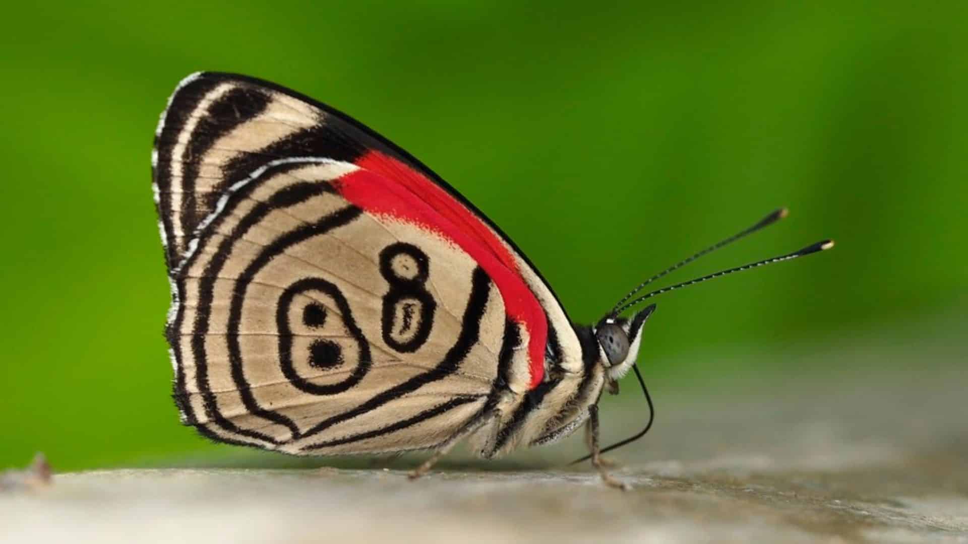 20 Unique Butterflies You Might Not Know