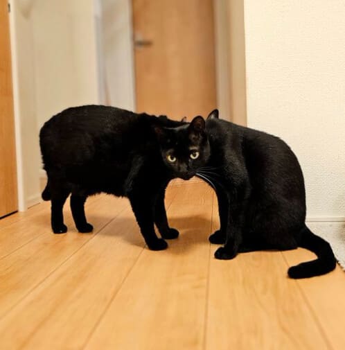 AA1N8pcp.img?w=498&h=505&m=4&q=72