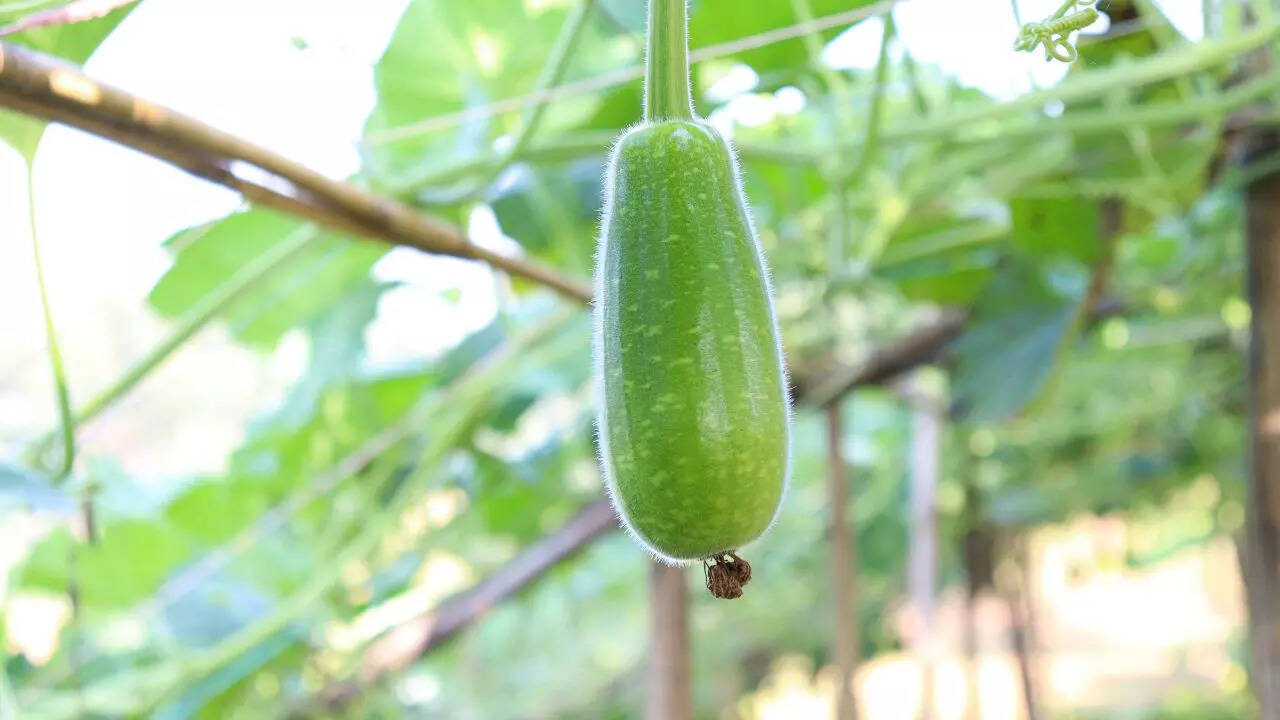 How to grow Lauki in pots in small balcony garden: Simple tips that ...