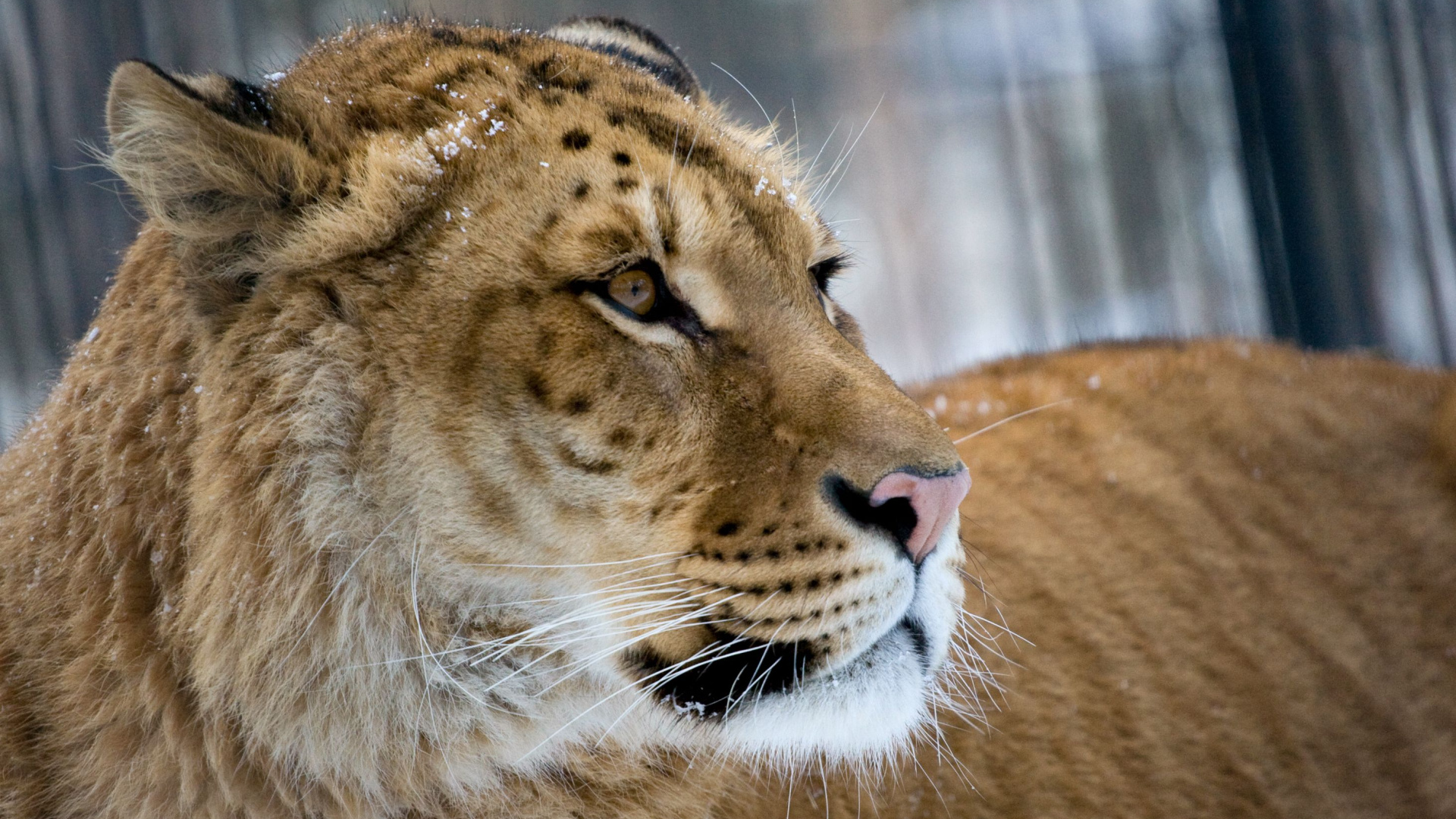Hybrid Animals That Are The Love Children Of Science And Nature