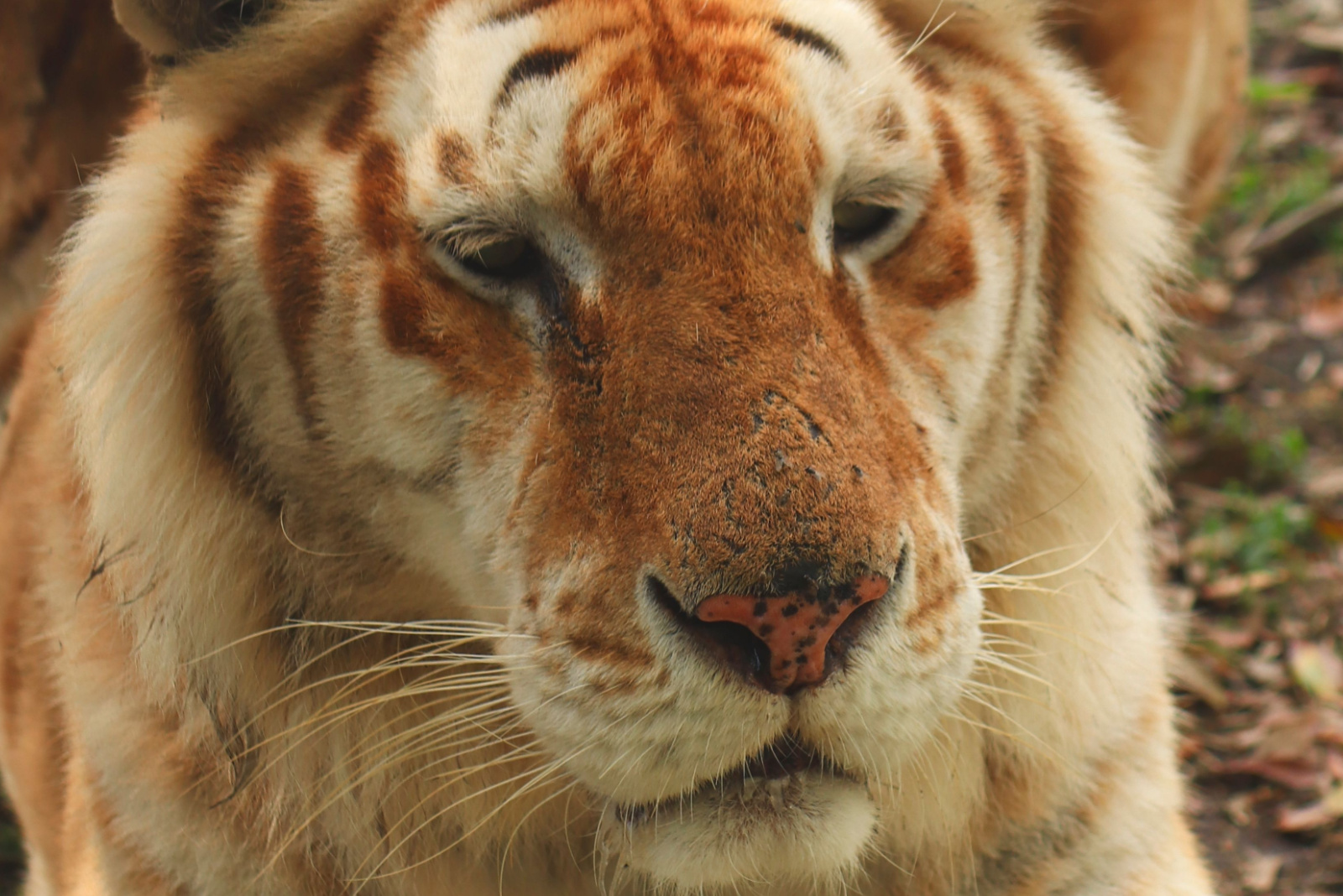 Hybrid Animals That Are The Love Children Of Science And Nature