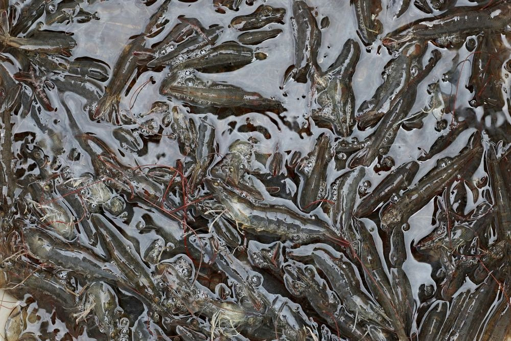KLH Temukan Cesium-137 dalam Udang Beku Impor