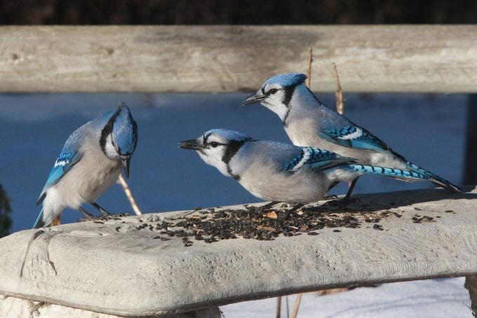 What “Birds of a Feather” Means and Where the Phrase Came From