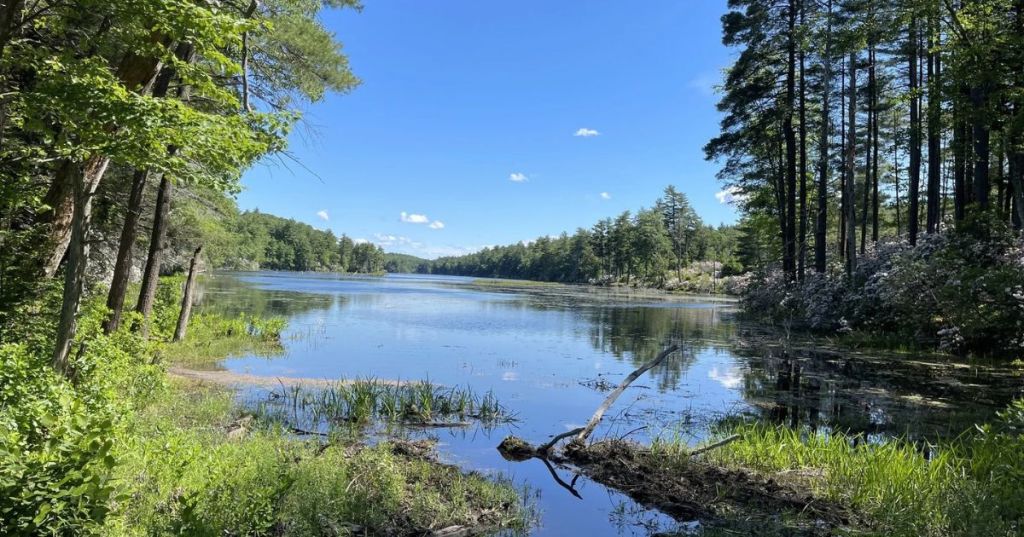 A green forest surrounding a lake.