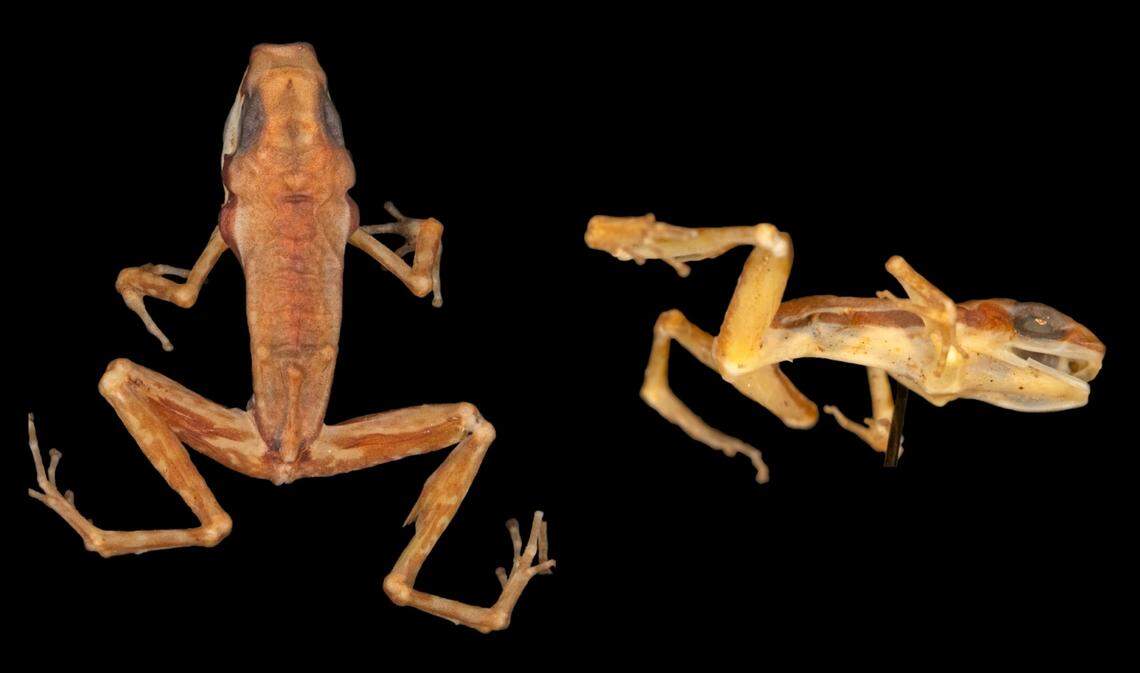 The frog was extremely dehydrated and fragile after being preserved since 1963.