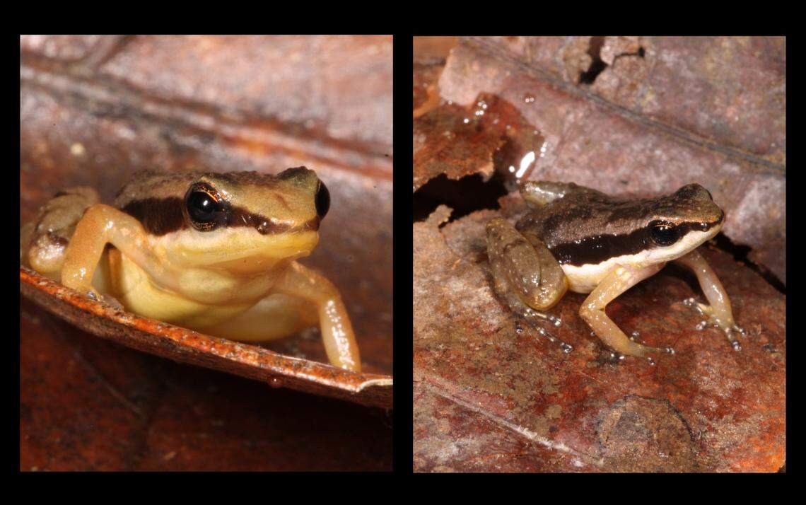 Dryadobates bokermanni, a close living relative of the extinct rocket frog.