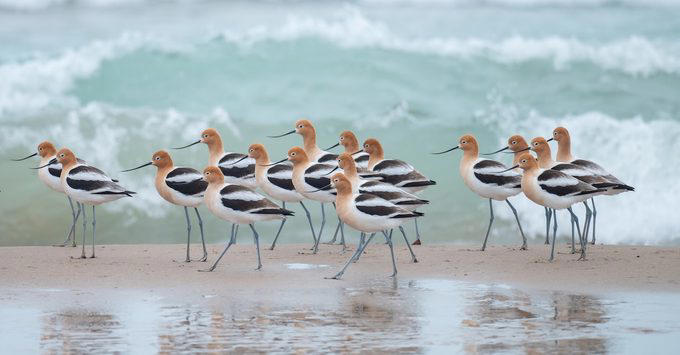 What “Birds of a Feather” Means and Where the Phrase Came From
