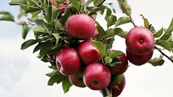 Keajaiban Apel Merah: Manfaat Luar Biasa dari Buah yang Manis