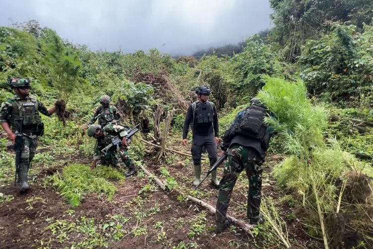 Satgas Pamtas Temukan Ladang Ganja di Oksibil Papua