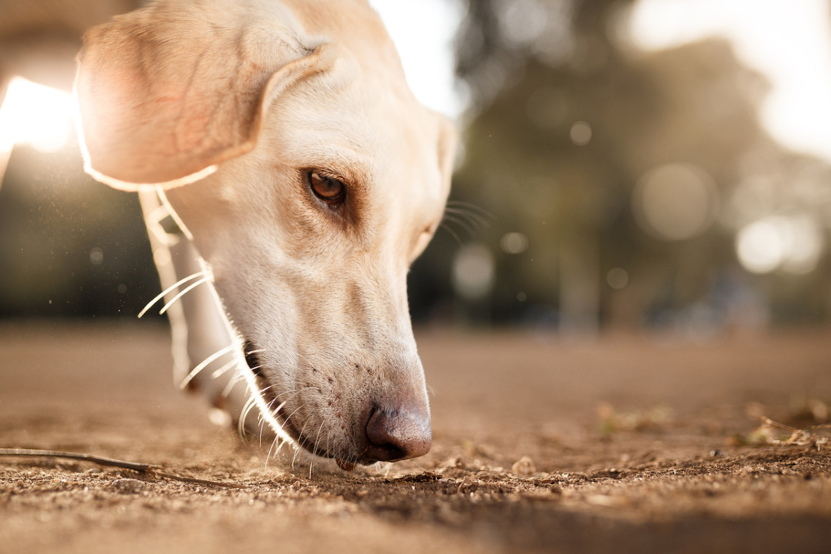Why Do Dogs Eat Dirt? A Vet Weighs In on Causes and Treatments