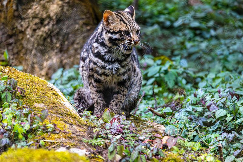 Meet The Fishing Cat, The Rare Feline That Survives In The Wild By ...
