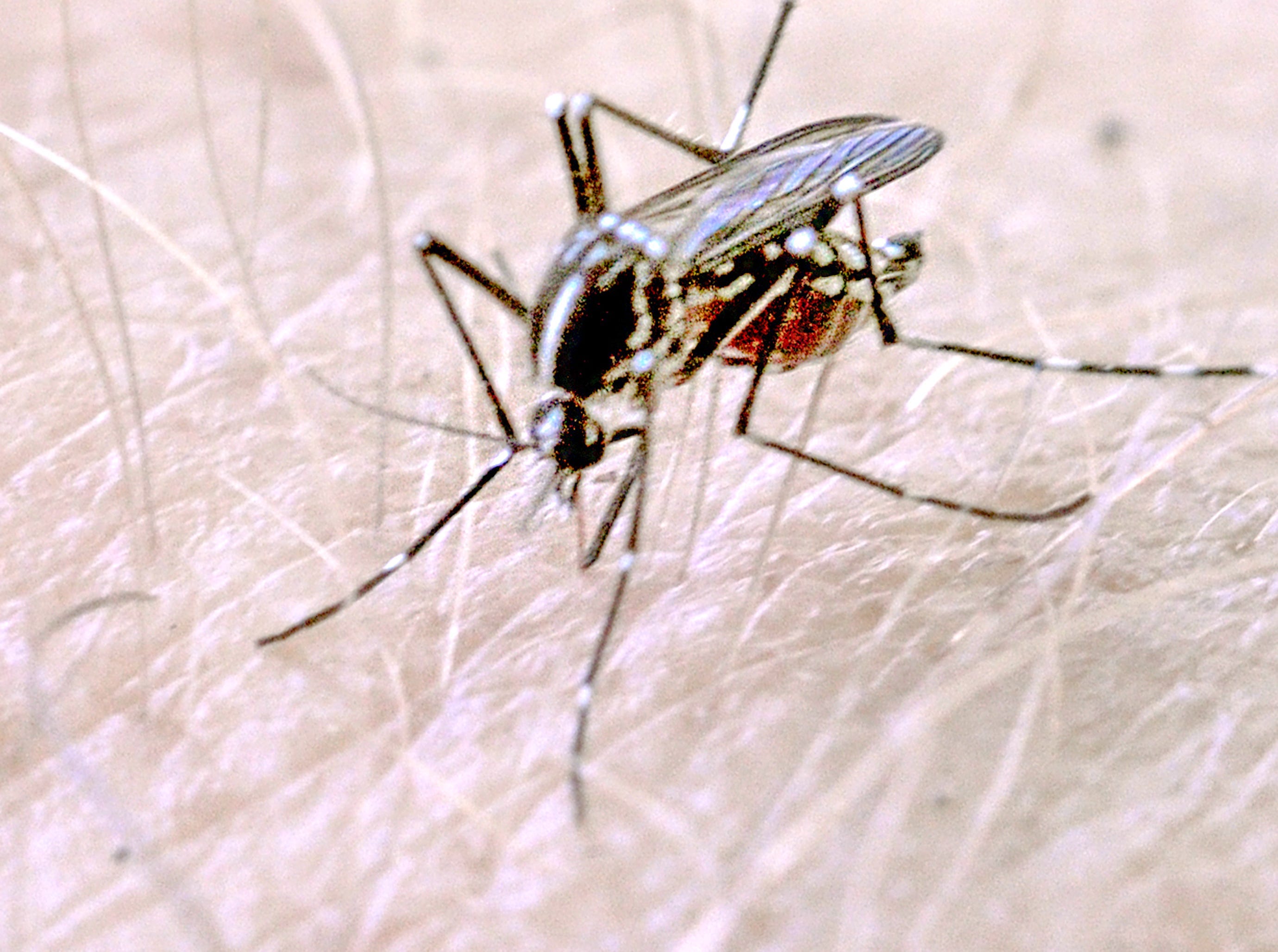 First person with West Nile virus confirmed in Shasta County