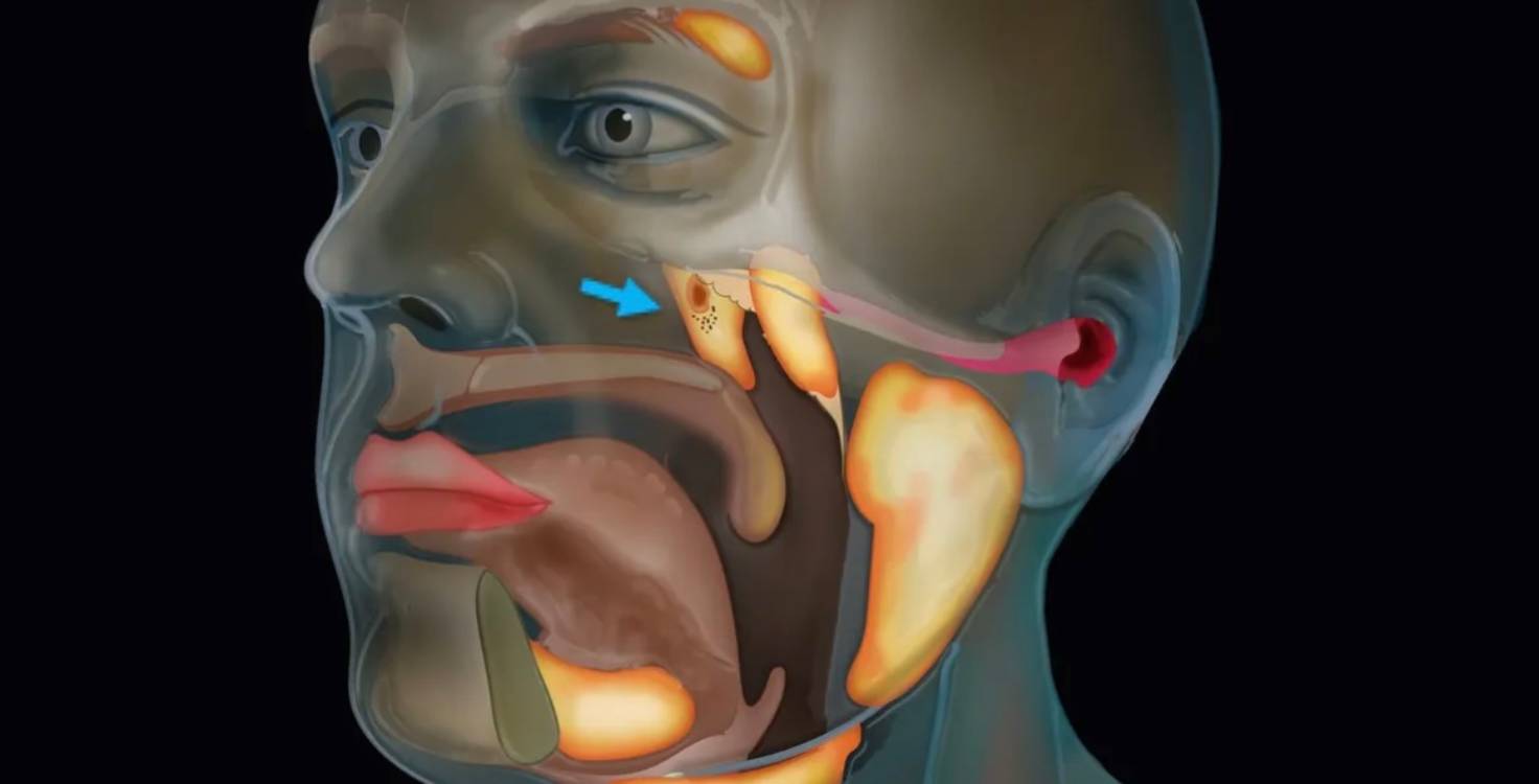 des-scientifiques-d-couvrent-par-accident-un-nouvel-organe-dans-le