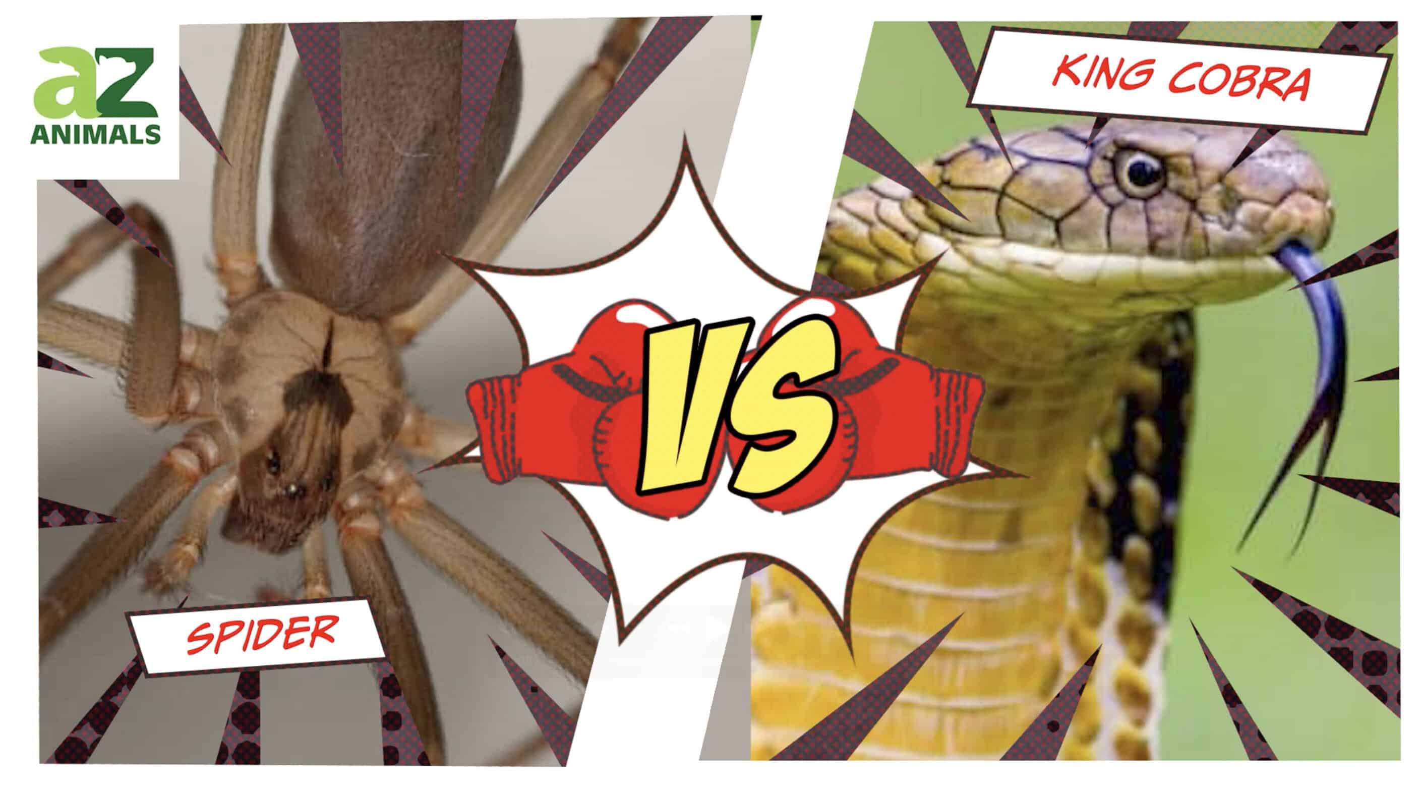 Brown Recluse vs. King Cobra: Which is More Lethal?