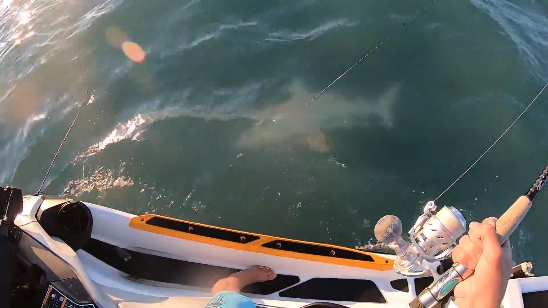 Shark Vs Jet Ski - Battling Giants On The Water