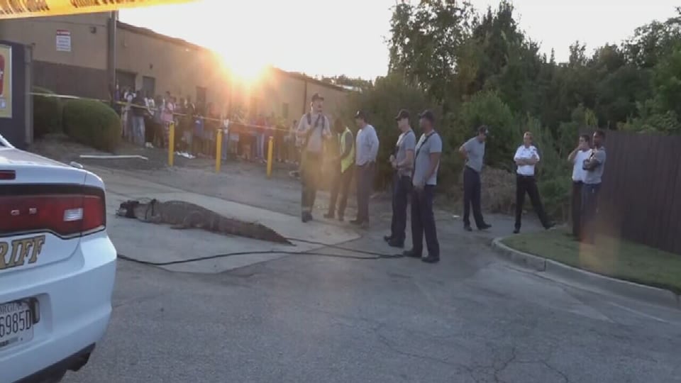 12foot alligator causes stir at McDonald's parking lot
