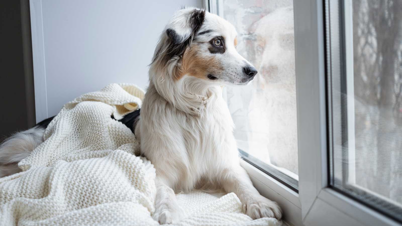 Dogs Telegram cryptocurrency price chart 2025