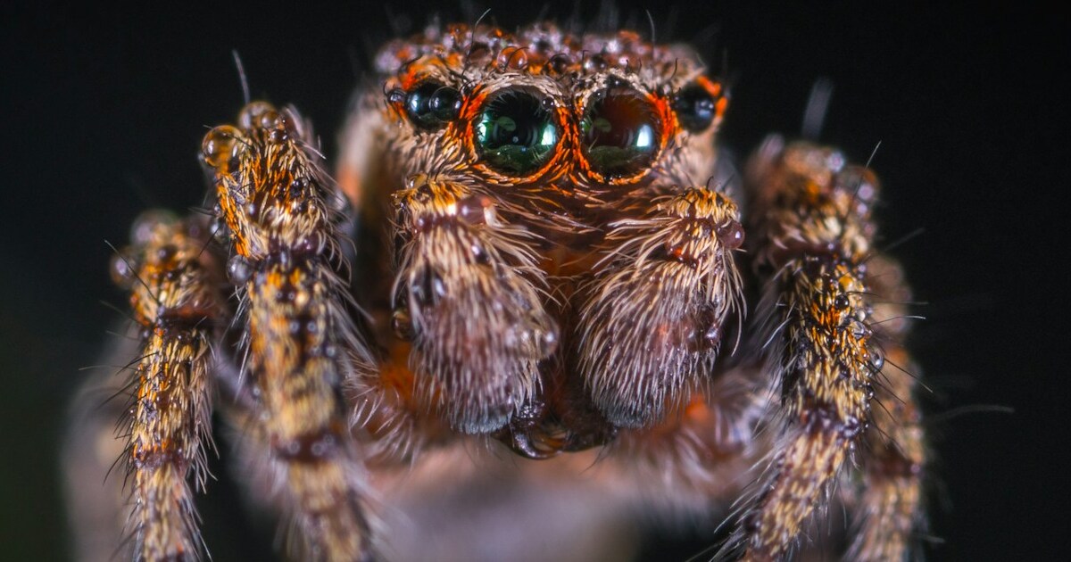 Everyone Hates These Bugs But They're Great For Your Garden