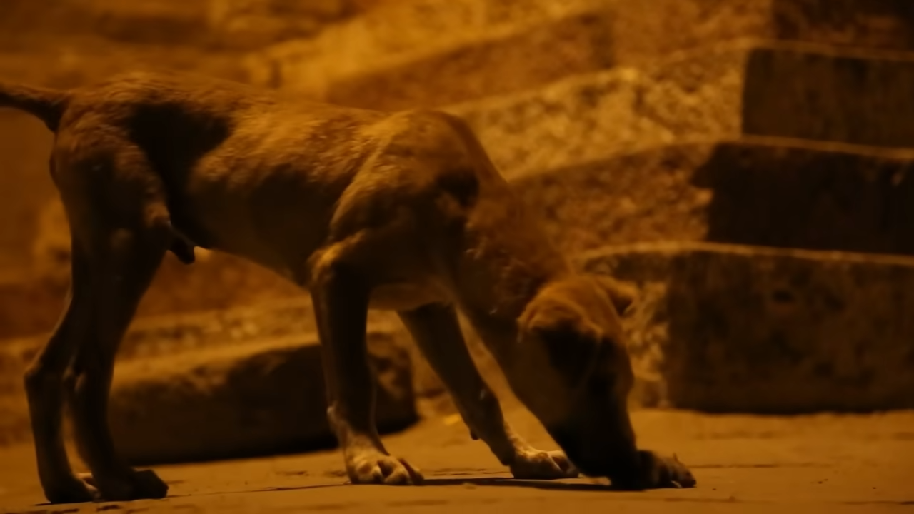 Why Rabies Is Still the Deadliest Virus on Earth