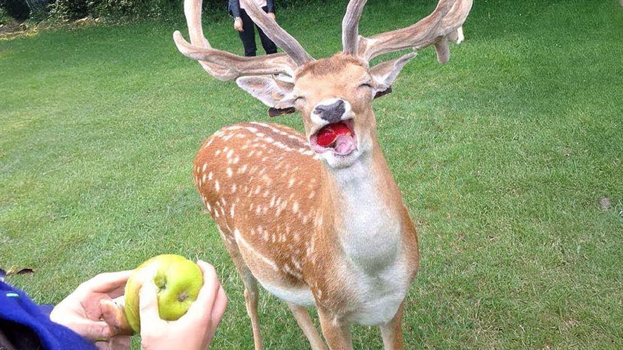 The funniest animal videos you'll see this year