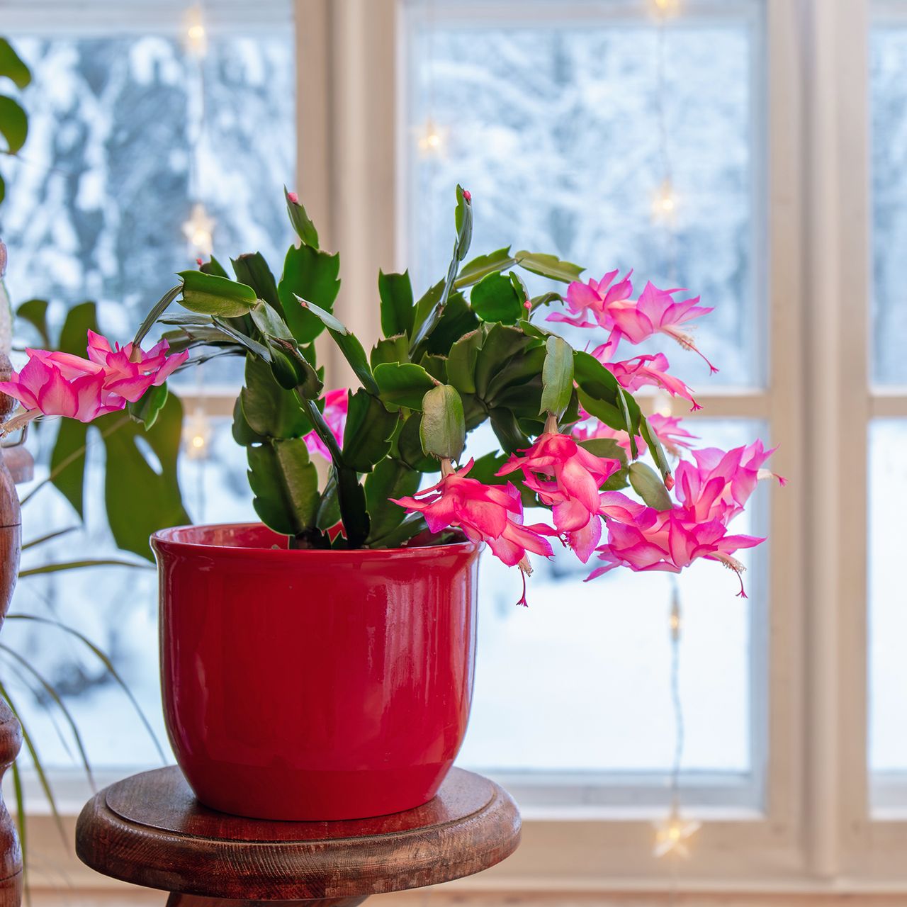 Christmas Cactus Light Requirements Explained When to Put Plants in