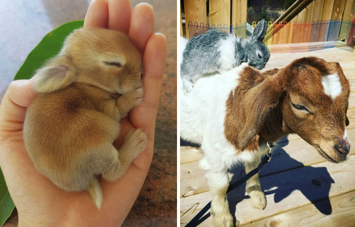 50 Bunnies Whose Cuteness Can T Be Challenged