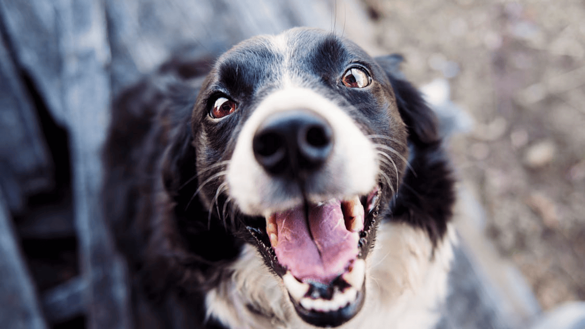 15-common-dog-names-veterinarians-hear-again-and-again