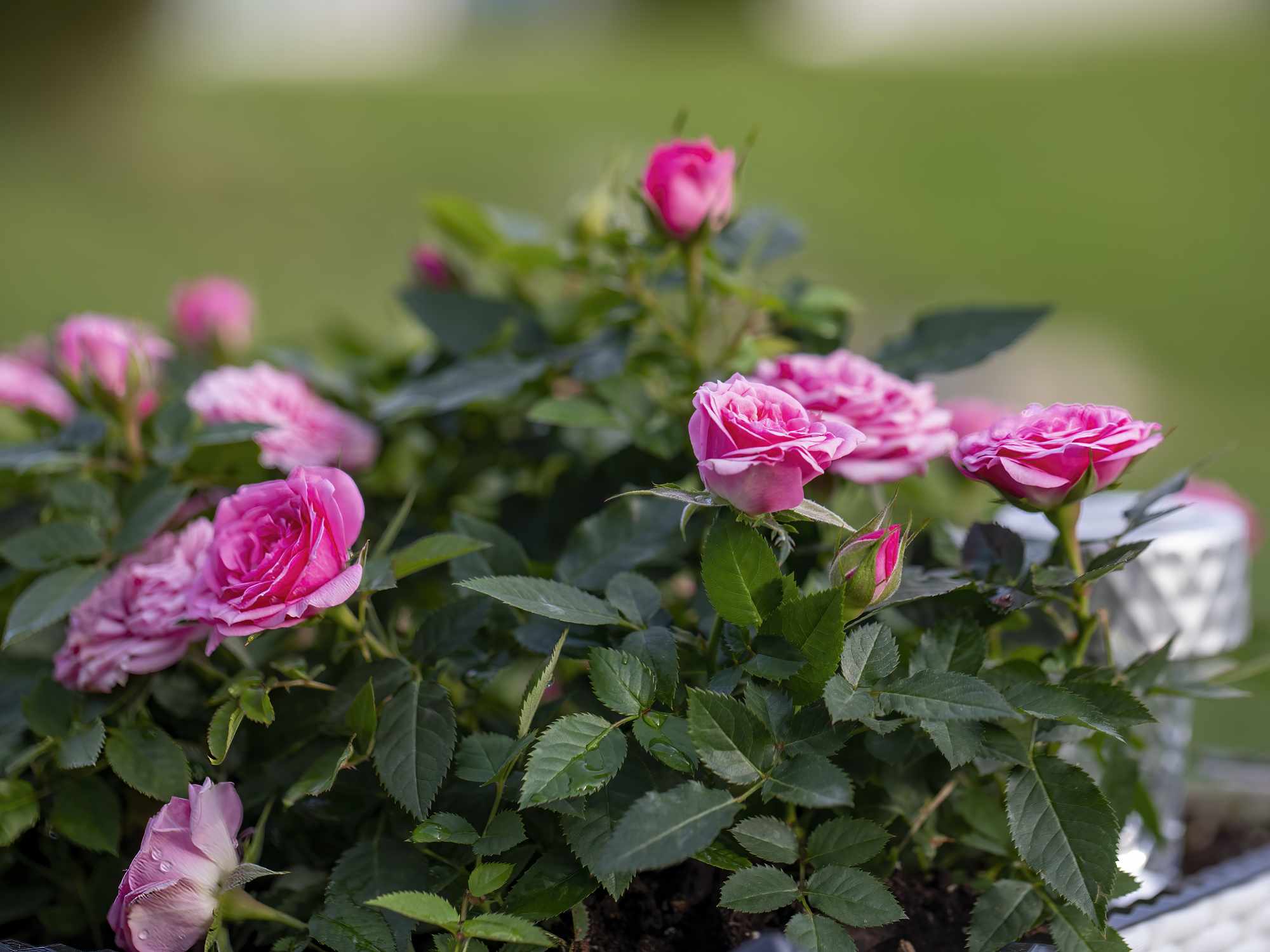 10 sweet-smelling flowers perfect for your porch