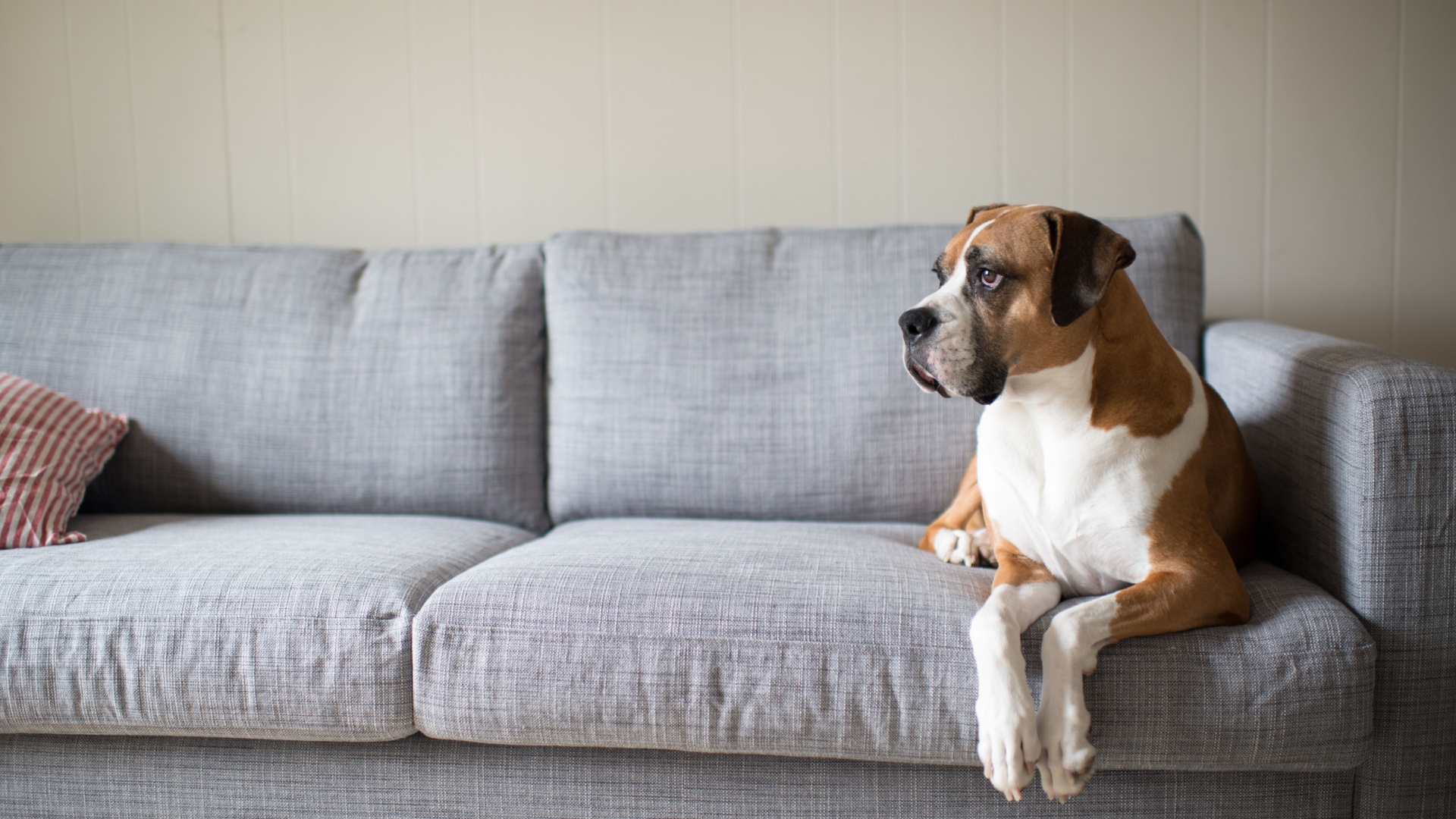 Image showcasing 10 Signs Your Dog's Separation Anxiety Is Worse Than You Think