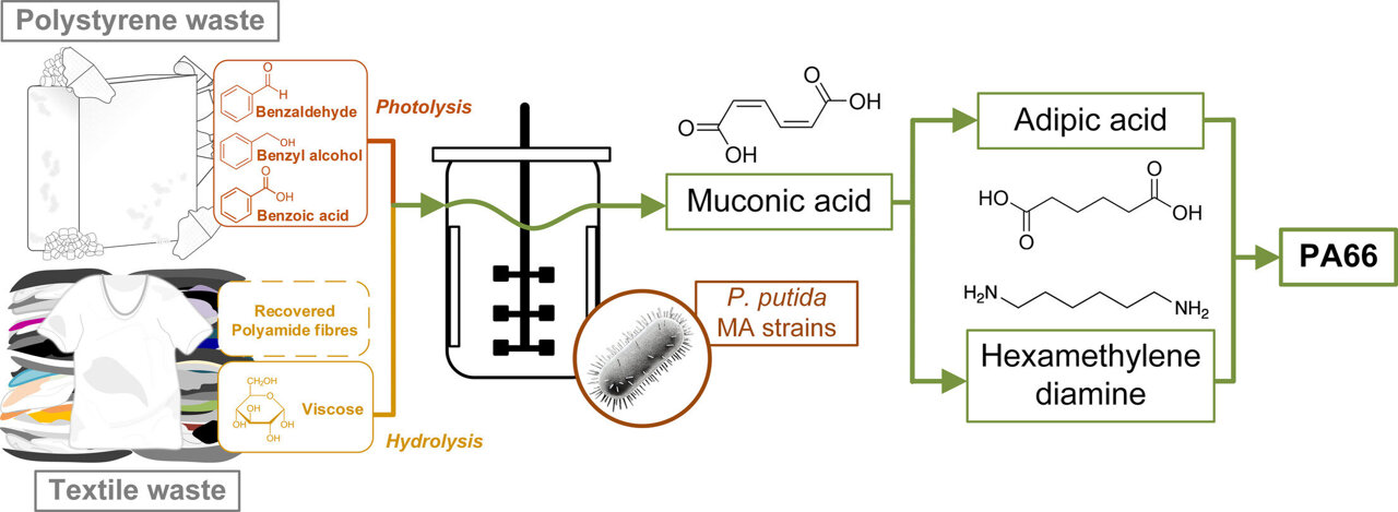 Reimagining waste as a resource: Scientists transform polystyrene into ...