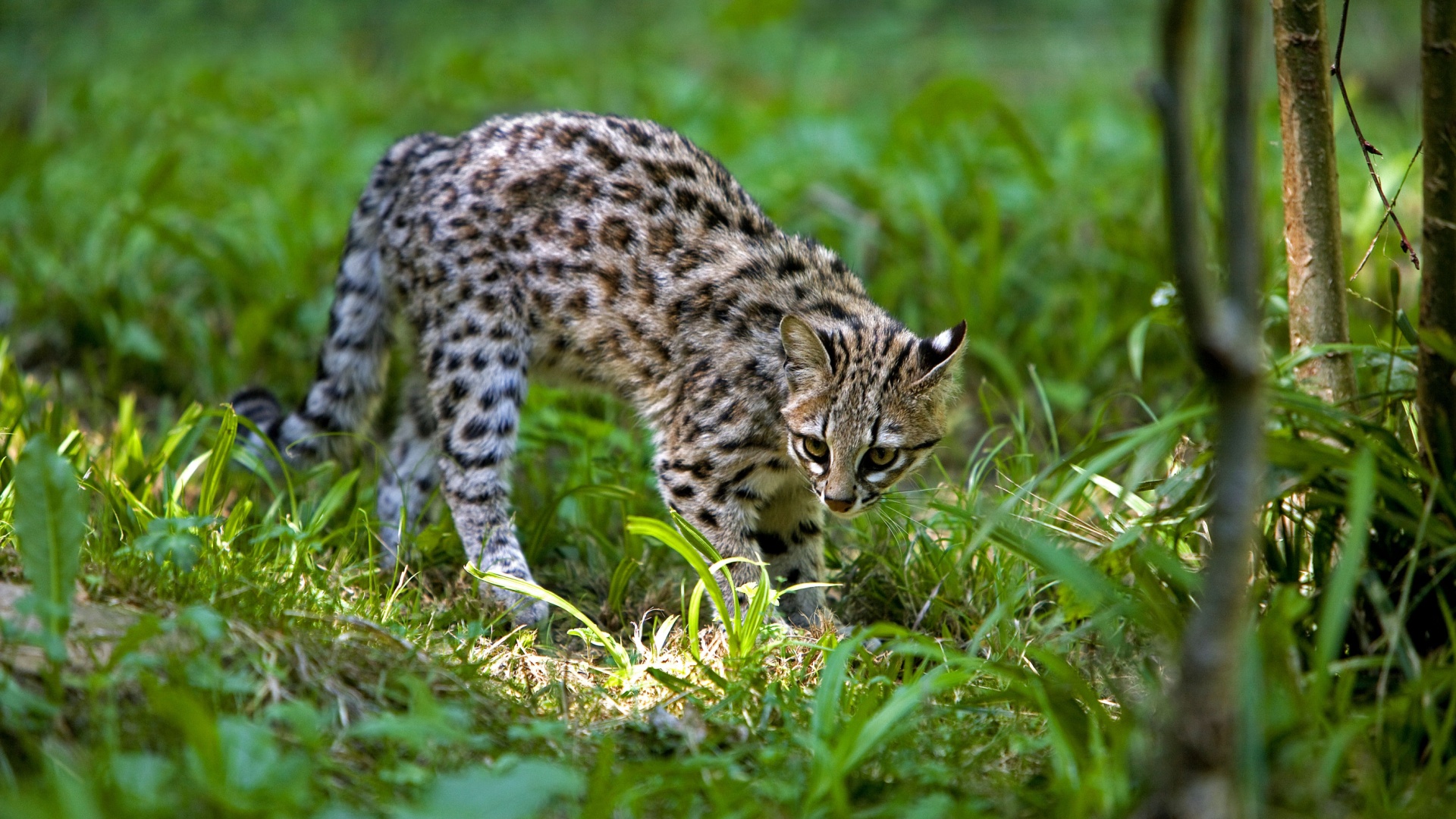 These Wild Cats Are No Bigger Than Your Pet Kitty