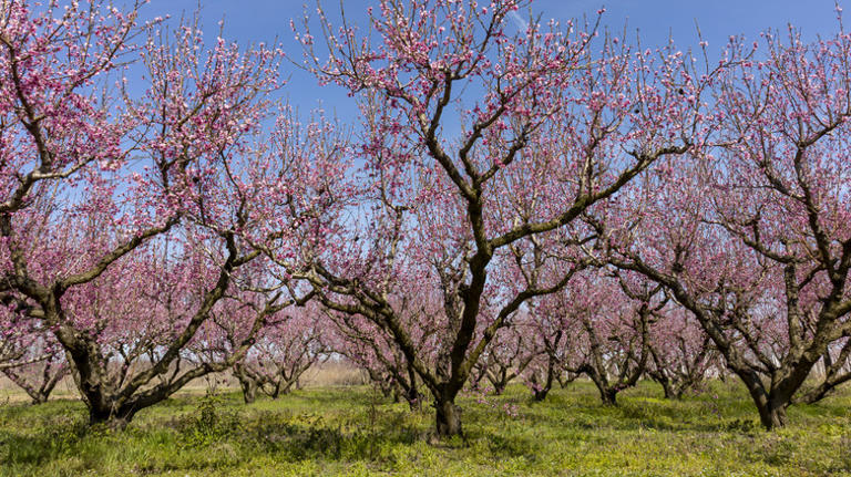 Should You Be Planting A Peach Tree In The Fall? Here's Why It Might Be ...