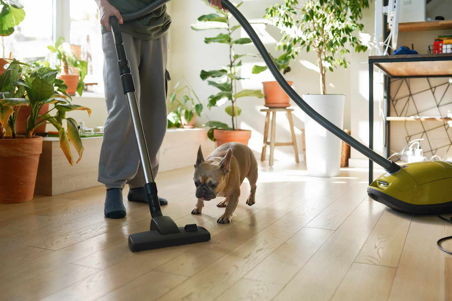 Image showcasing The 9 Best Vacuums For Small Spaces