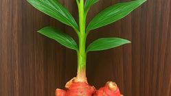 Manfaat Jahe Merah untuk Atasi Asam Lambung