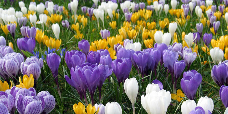 Plant crocus now: 4 easy, colourful varieties to grow