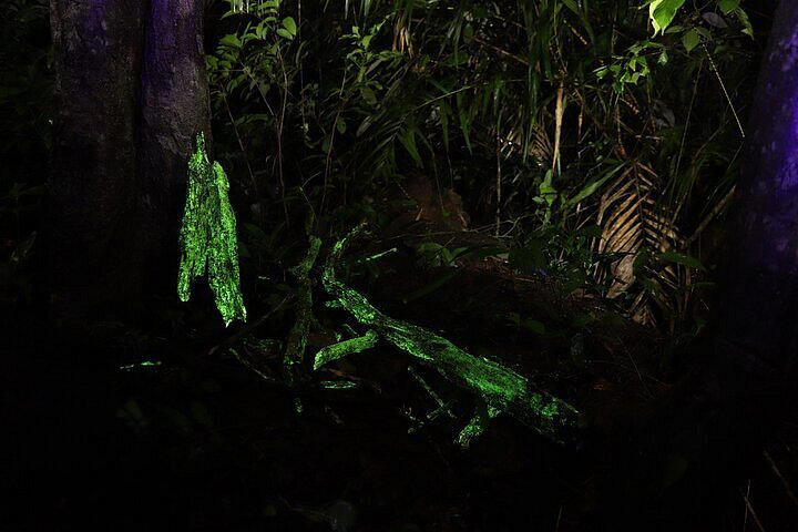 List of 10 Forests in India that Glow in the Dark