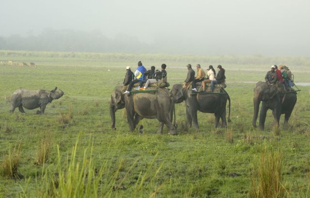 Experts issue warning after observing concerning change in rhino ...
