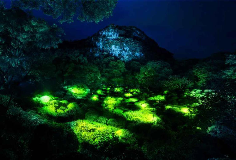 List of 10 Forests in India that Glow in the Dark