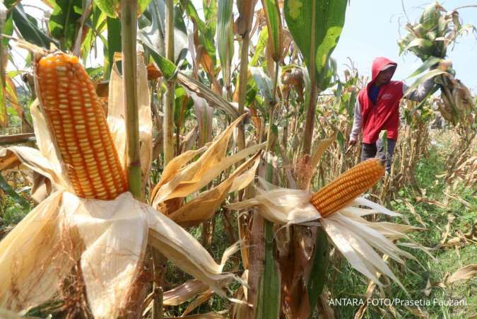BPS: Luas Panen Jagung Turun 10,04% Jadi 0,23 Juta Hektare pada Agustus 2025