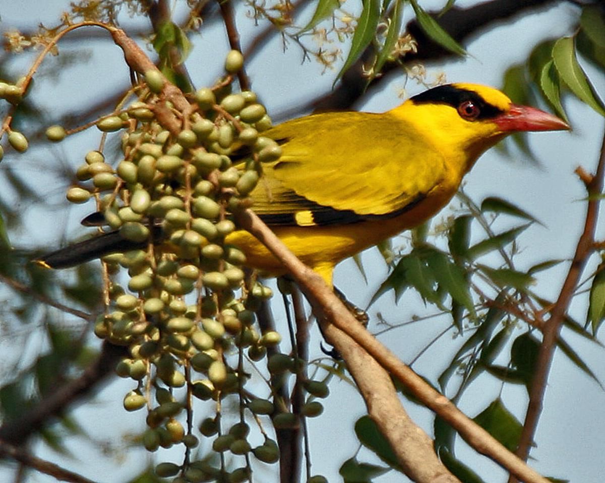 Featured Image