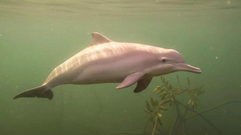 12 rare pink animals that show nature's unusual colour choices