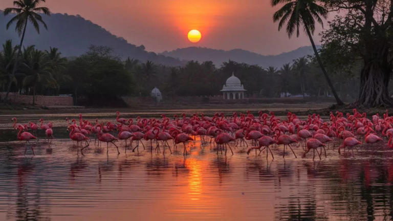 12 rare pink animals that show nature's unusual colour choices