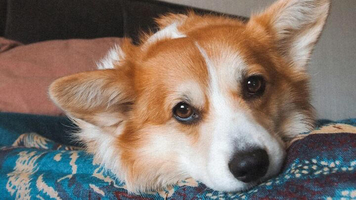 Why Dogs Circle Before Lying Down