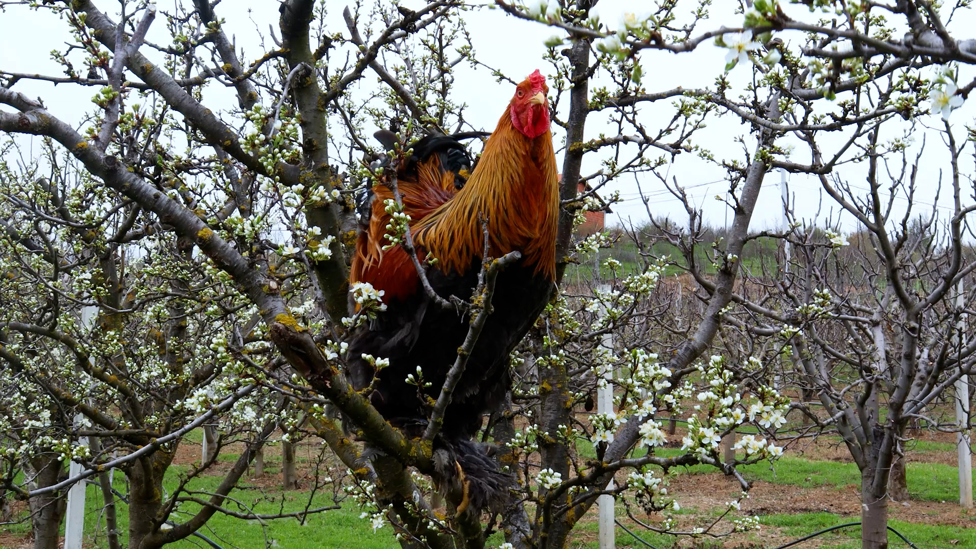 Chicken feeding and laying Eggs